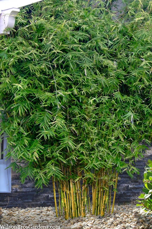  Koi Golden Bamboo (Phyllostachys Aurea 'Koi') - 3 Gallon Pot (4-6'+)