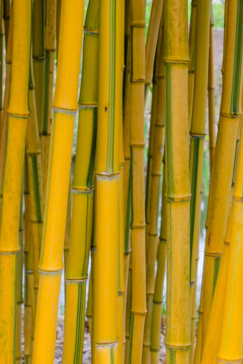  Green Groove Golden Bamboo - Phyllostachys Aureosulcata 'Spectabilis' - 3 Gallon Pot (2-4')