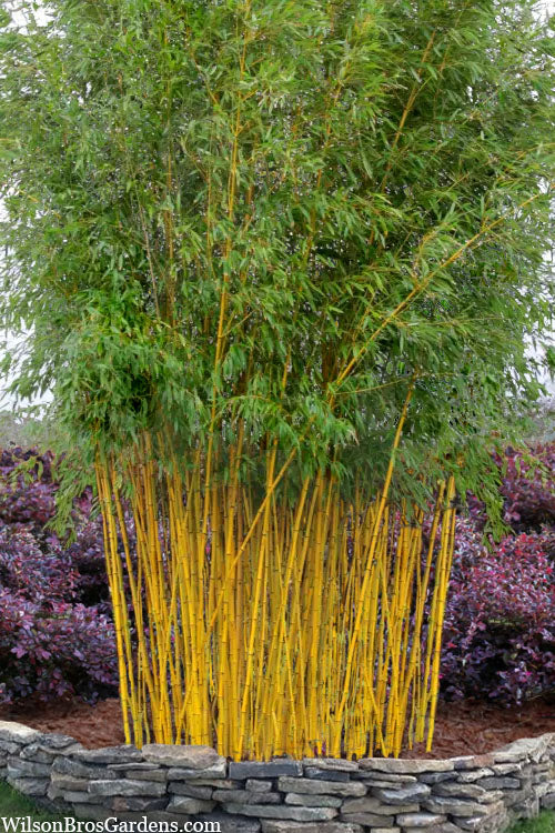  Green Groove Golden Bamboo - Phyllostachys Aureosulcata 'Spectabilis' - 3 Gallon Pot (2-4')