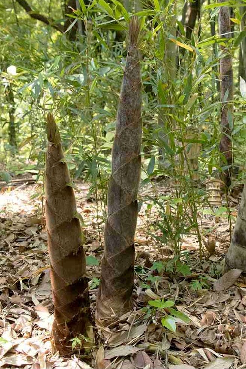  Moso Giant Bamboo (Phyllostachys Edulis 'Moso') - 3 Gallon Pot (4-6')