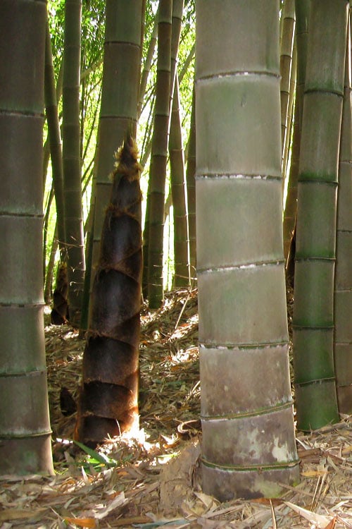  Moso Giant Bamboo (Phyllostachys Edulis 'Moso') - 3 Gallon Pot (4-6')