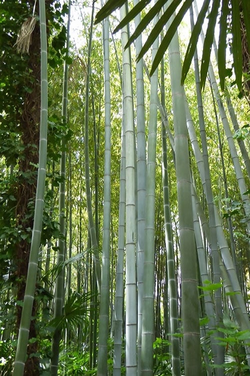  Moso Giant Bamboo (Phyllostachys Edulis 'Moso') - 3 Gallon Pot (4-6')