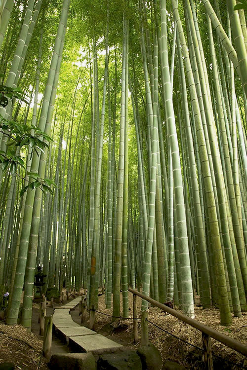  Moso Giant Bamboo (Phyllostachys Edulis 'Moso') - 3 Gallon Pot (2-4')