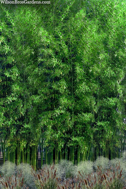  Meyer's Bamboo (Phyllostachys Meyeri) - 3 Gallon Pot
