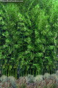  Meyer's Bamboo (Phyllostachys Meyeri) - 3 Gallon Pot