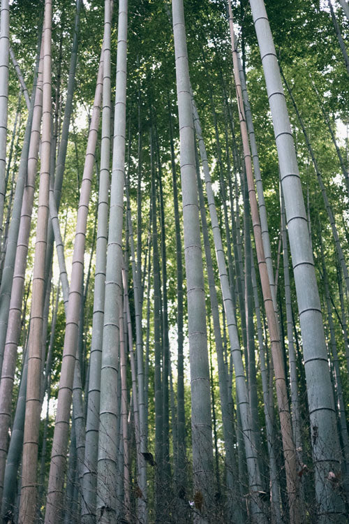  Henon Giant Gray Bamboo - Phyllostachys Nigra 'Henon' - 3 Gallon Pot (2-4')
