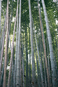  Henon Giant Gray Bamboo - Phyllostachys Nigra 'Henon' - 3 Gallon Pot (2-4')