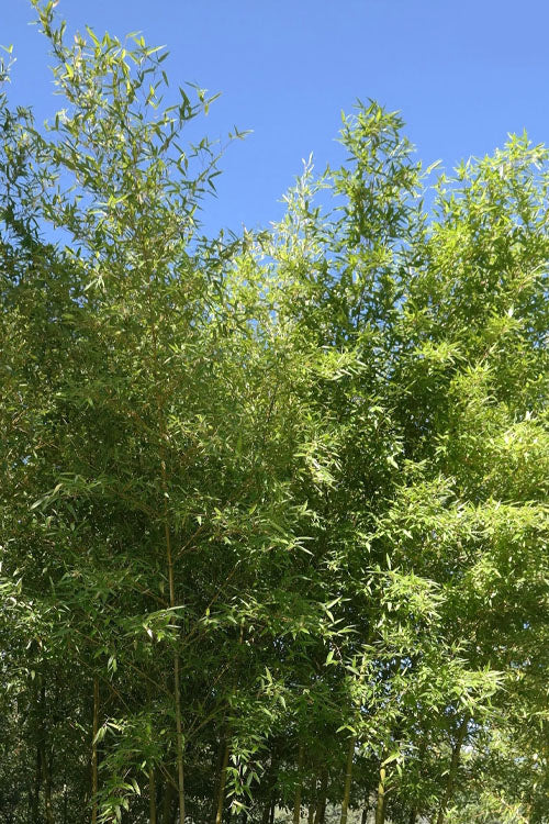  Giant Forest Bamboo (Phyllostachys Parvifolia) - 3 Gallon Pot (4-6')