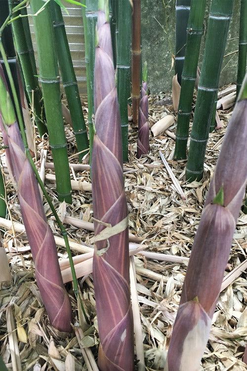  Giant Forest Bamboo (Phyllostachys Parvifolia) - 2 Gallon Pot