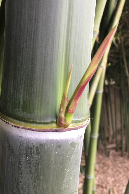  Giant Forest Bamboo (Phyllostachys Parvifolia) - 3 Gallon Pot (4-6')