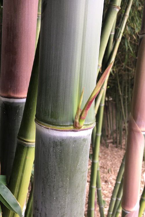  Giant Forest Bamboo (Phyllostachys Parvifolia) - 3 Gallon Pot (4-6')