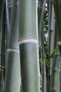  Giant Forest Bamboo (Phyllostachys Parvifolia) - 3 Gallon Pot (4-6')