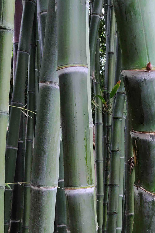 Giant Forest Bamboo (Phyllostachys Parvifolia) - 3 Gallon Pot (4-6')