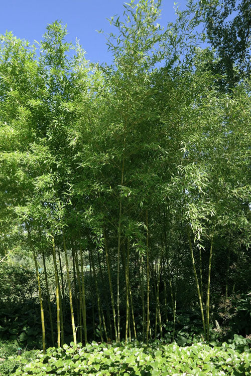  Giant Forest Bamboo (Phyllostachys Parvifolia) - 3 Gallon Pot (4-6')