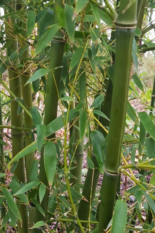  Giant Forest Bamboo (Phyllostachys Parvifolia) - 3 Gallon Pot (4-6')