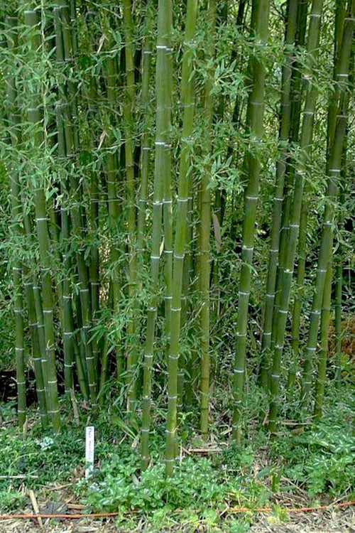  Giant Forest Bamboo (Phyllostachys Parvifolia) - 3 Gallon Pot (4-6')