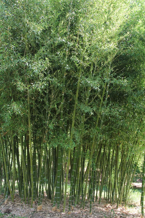  Giant Forest Bamboo (Phyllostachys Parvifolia) - 3 Gallon Pot (4-6')