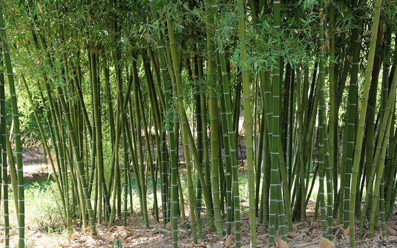  Giant Forest Bamboo (Phyllostachys Parvifolia) - 3 Gallon Pot (4-6')