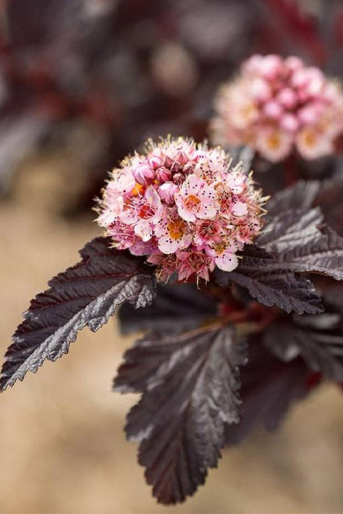  Fireside Ninebark (Physocarpus) - 3 Gallon Pot