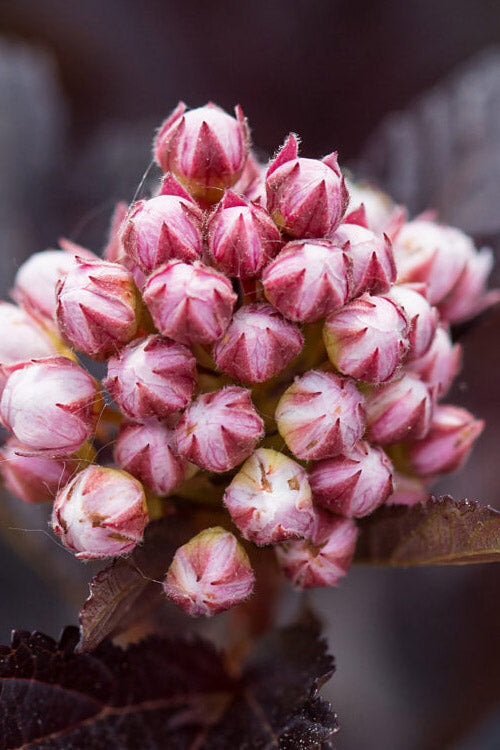  Fireside Ninebark (Physocarpus) - 3 Gallon Pot