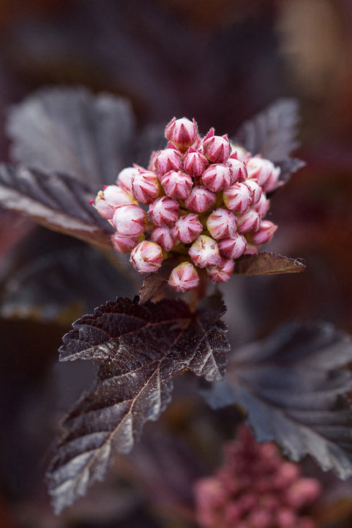  Fireside Ninebark (Physocarpus) - 3 Gallon Pot