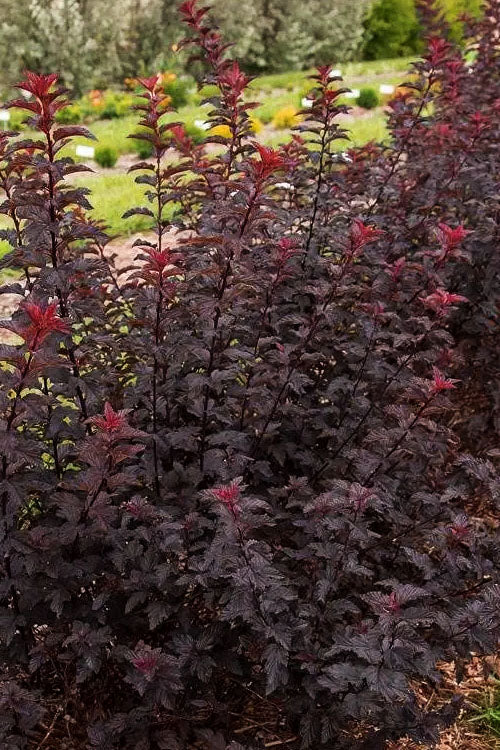 Fireside Ninebark (Physocarpus) - 3 Gallon Pot