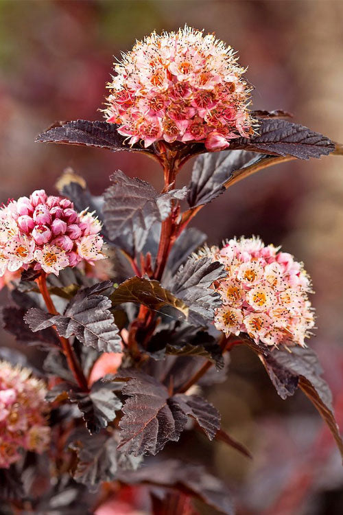  Fireside Ninebark (Physocarpus) - 3 Gallon Pot