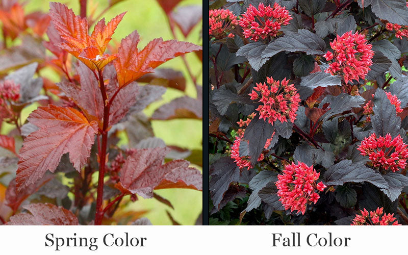  Ginger Wine Ninebark (Physocarpus) - 3 Gallon Pot