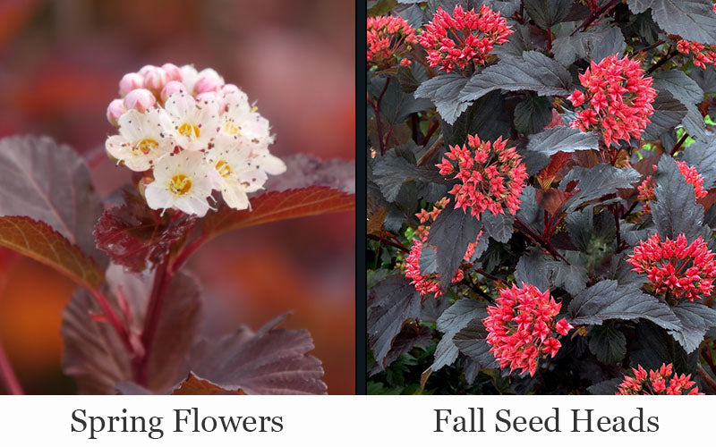  Ginger Wine Ninebark (Physocarpus) - 3 Gallon Pot