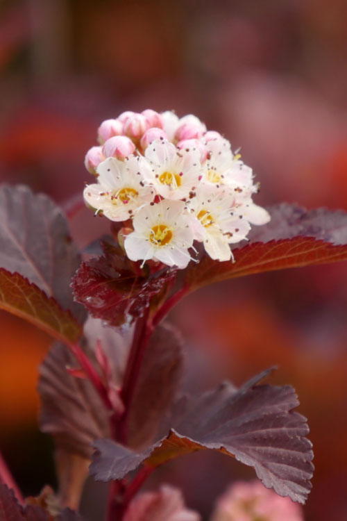  Ginger Wine Ninebark (Physocarpus) - 3 Gallon Pot