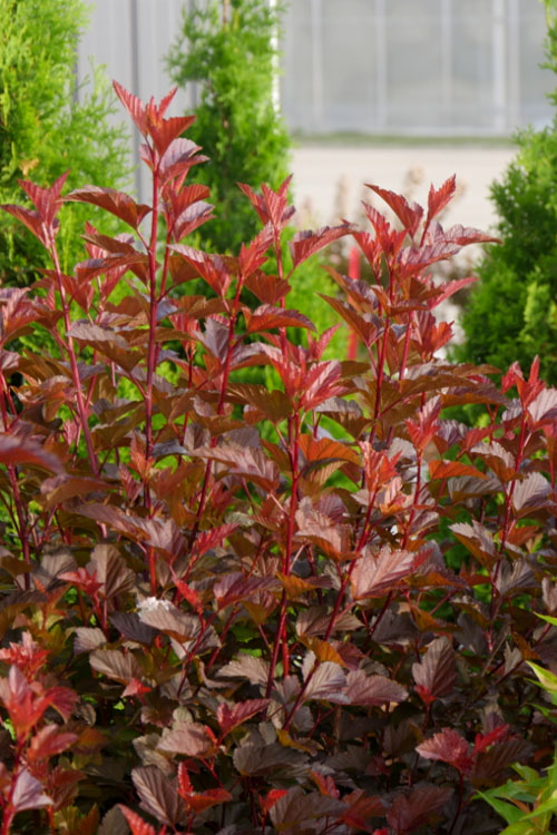  Ginger Wine Ninebark (Physocarpus) - 3 Gallon Pot