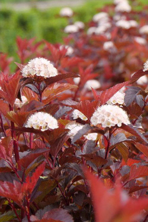  Ginger Wine Ninebark (Physocarpus) - 3 Gallon Pot