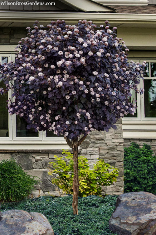  Summer Wine Ninebark (Single Trunk Tree Form) - 7 Gallon Pot (5-6’)