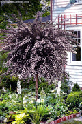  Summer Wine Ninebark (Single Trunk Tree Form) - 7 Gallon Pot (5-6’)