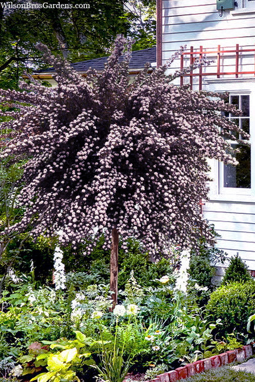 Summer Wine Ninebark (Single Trunk Tree Form) - 7 Gallon Pot (5-6’)