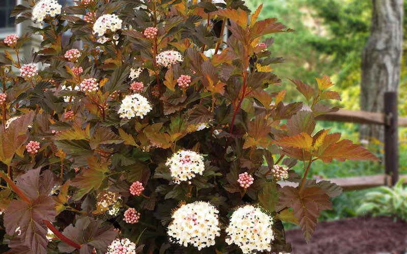  Alouette Ninebark (Physocarpus) - 3 Gallon Pot