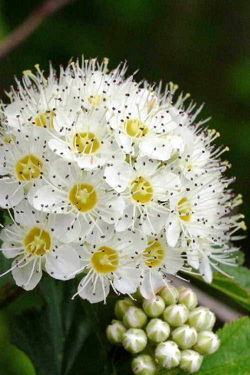  Atlantic Ninebark (Physocarpus Opulifolius) - 3 Gallon Pot