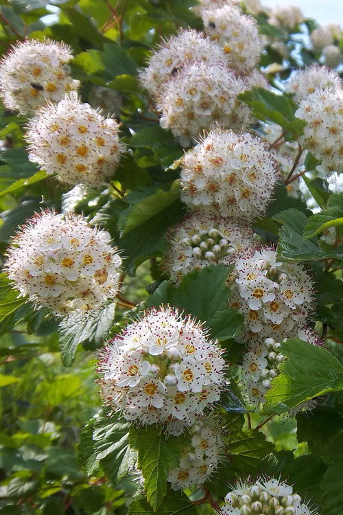  Atlantic Ninebark (Physocarpus Opulifolius) - 3 Gallon Pot