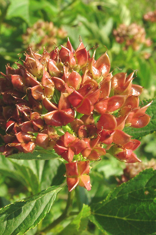  Atlantic Ninebark (Physocarpus Opulifolius) - 3 Gallon Pot