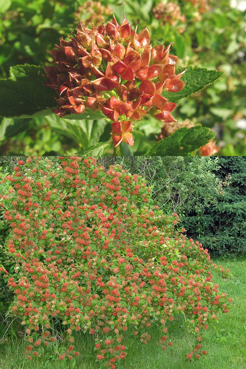  Atlantic Ninebark (Physocarpus Opulifolius) - 3 Gallon Pot