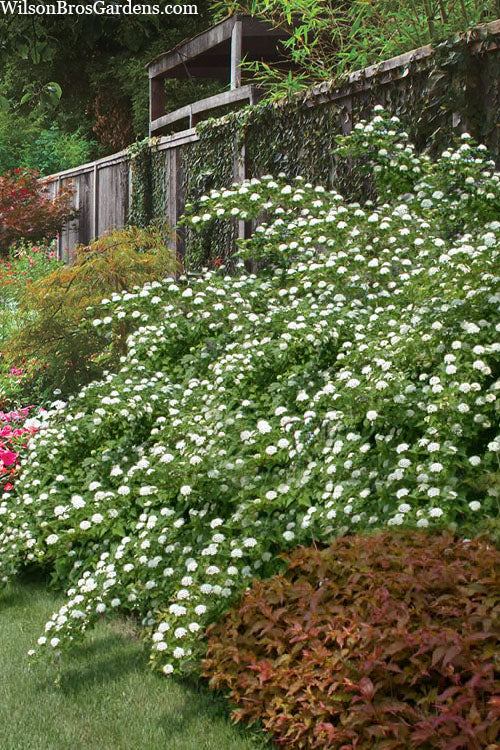  Atlantic Ninebark (Physocarpus Opulifolius) - 3 Gallon Pot