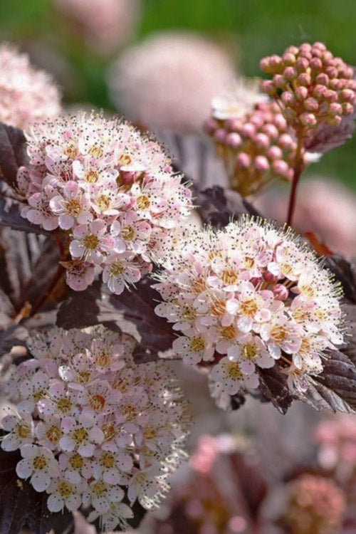  Little Joker Ninebark (Physocarpus) - 1 Gallon Pot