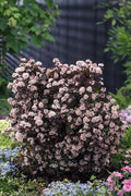  Little Joker Ninebark (Physocarpus) - 1 Gallon Pot