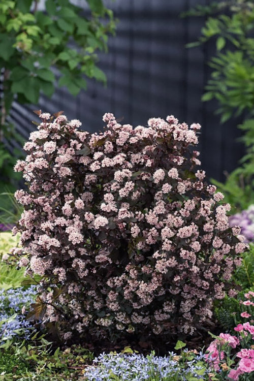  Little Joker Ninebark (Physocarpus) - 1 Gallon Pot