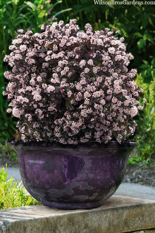  Little Joker Ninebark (Physocarpus) - 1 Gallon Pot