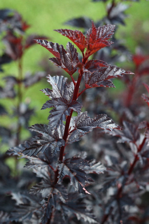  Summer Wine Black Ninebark (Physocarpus) - 3 Gallon Pot
