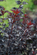  Summer Wine Black Ninebark (Physocarpus) - 3 Gallon Pot