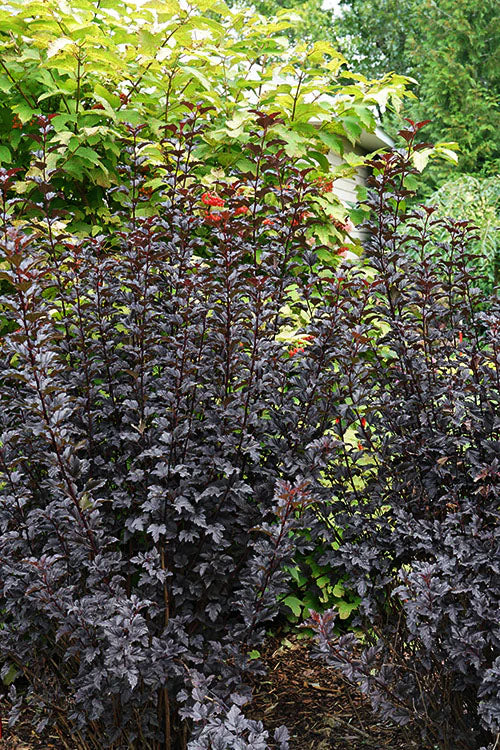  Summer Wine Black Ninebark (Physocarpus) - 3 Gallon Pot