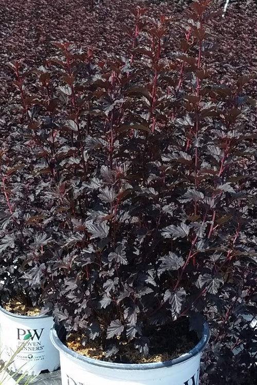  Summer Wine Black Ninebark (Physocarpus) - 3 Gallon Pot