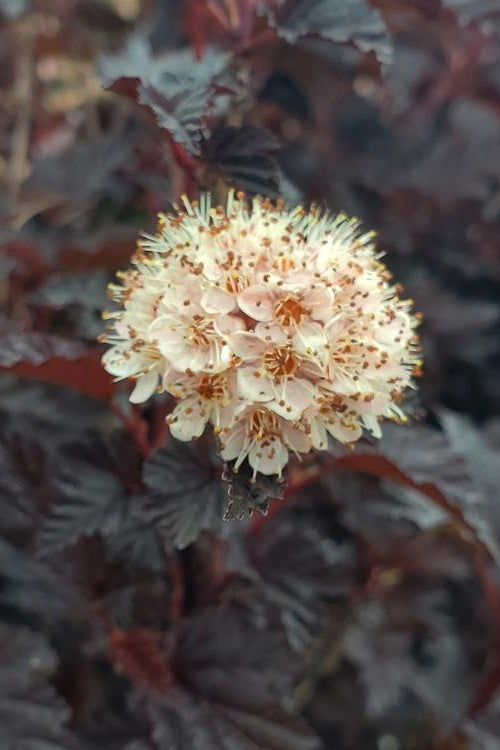  Summer Wine Black Ninebark (Physocarpus) - 3 Gallon Pot